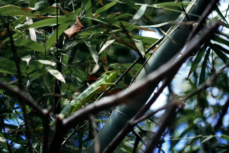 a lizard that is sitting in a tree, a picture, inspired by Marianne North, unsplash, hurufiyya, walking in a bamboo forest, seen from a distance, taken with sony alpha 9, 2 5 6 x 2 5 6 pixels