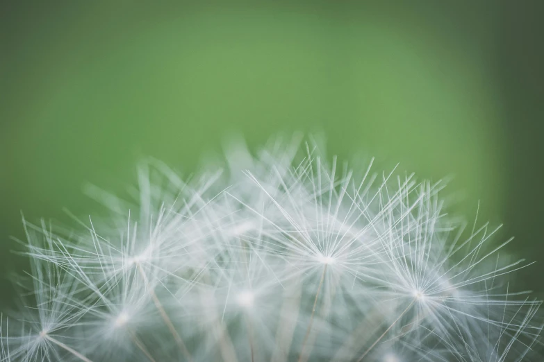 a close up of a dandelion on a green background, by Andrew Domachowski, unsplash, hurufiyya, hasselblad film bokeh, 15081959 21121991 01012000 4k, ilustration, soft feather
