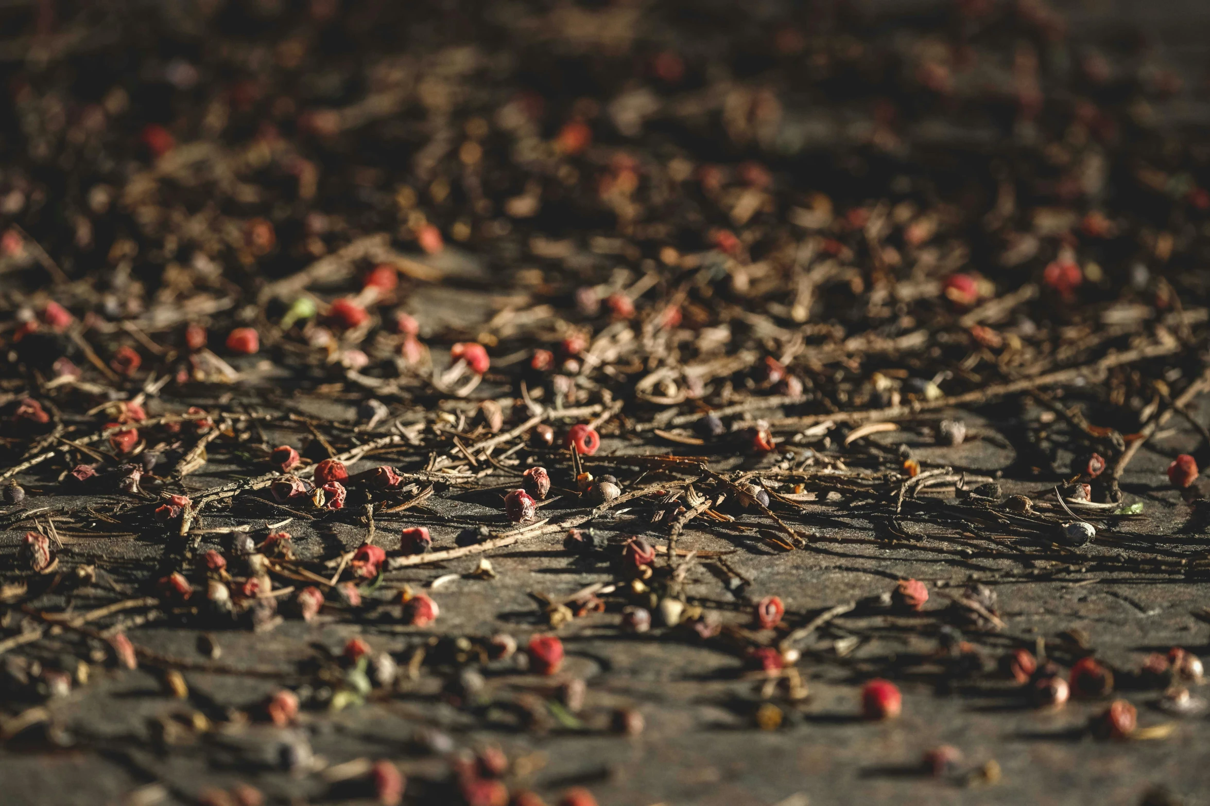 a bunch of small red berries on the ground, an album cover, unsplash, malt, swarming with insects, alessio albi, organics