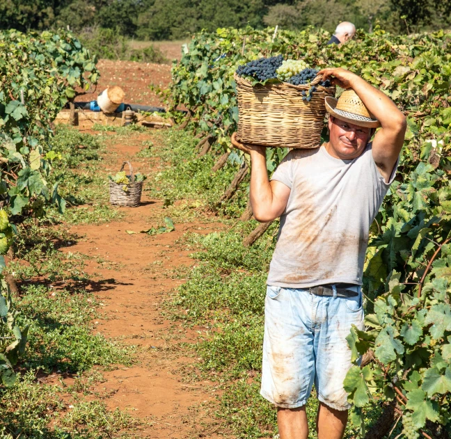 a man carrying a basket of grapes in a field, by Julian Allen, pexels contest winner, traditional corsican, 2 5 6 x 2 5 6 pixels, people at work, panoramic shot