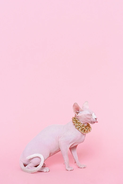 a white cat sitting on top of a pink surface, an album cover, inspired by Hedi Xandt, trending on pexels, aestheticism, golden chains, ffffound, hairless, phone wallpaper