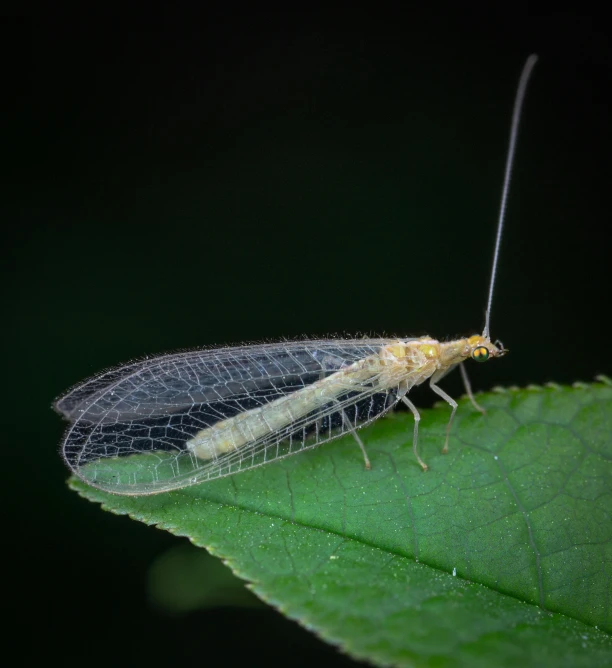 a close up of a small insect on a leaf, by Slava Raškaj, pexels contest winner, hurufiyya, white gossamer wings, 2263539546], a blond, at nighttime