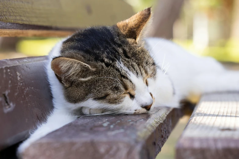 a cat laying on top of a wooden bench, eyes closed, sitting on a park bench, 2019 trending photo, white