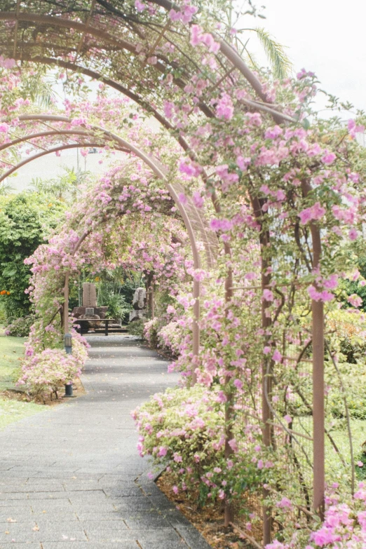 a walkway is covered by some pink flowers