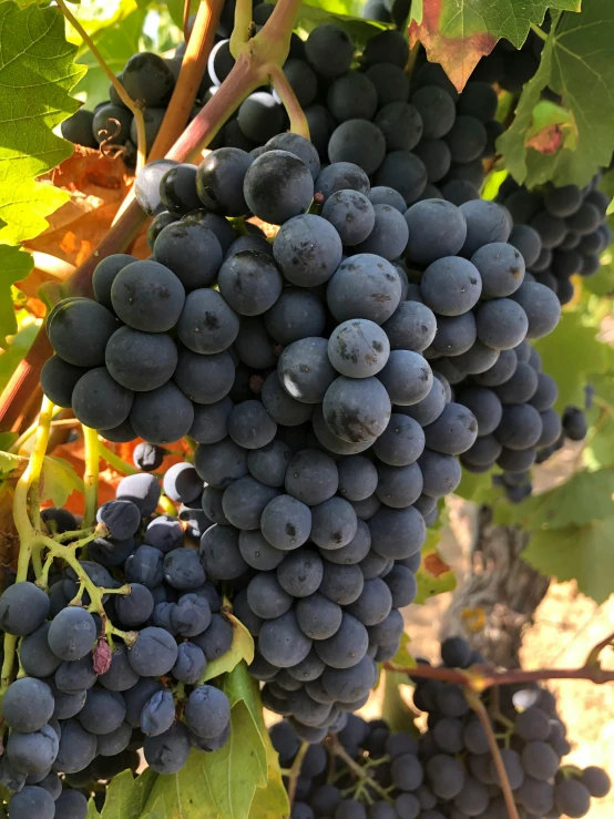 some gs on a vine that's still growing in the vines