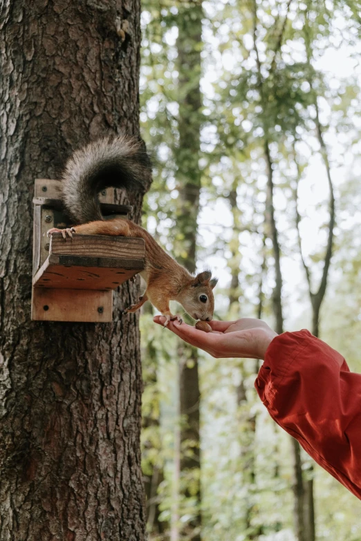 the small squirrel is eating from the man's hand