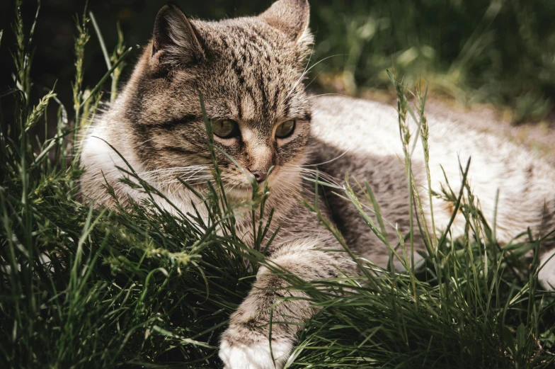 a cat that is laying down in the grass, by Emma Andijewska, unsplash, renaissance, shot on sony a 7, grey, gardening, gaming