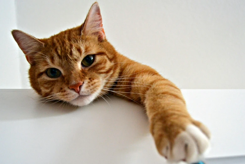 a cat laying on top of a table next to a toothbrush, flickr, doing an elegant pose over you, orange head, instagram picture, white male