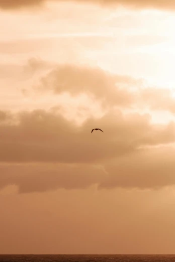 a bird flying over the ocean at sunset, by Jan Tengnagel, minimalism, soft sepia tones, soft light - n 9, sunset in the clouds, photograph of a red kite bird