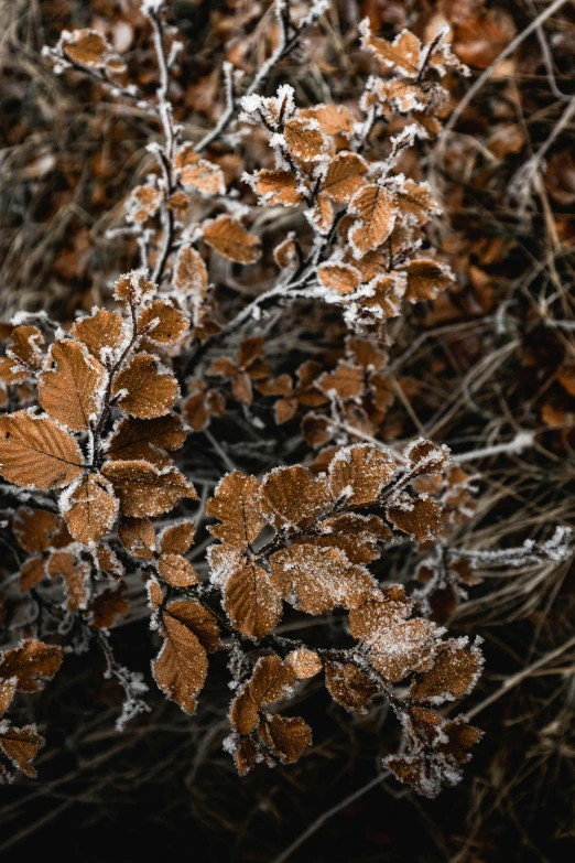 a small leafy plant that is brown and covered with ice