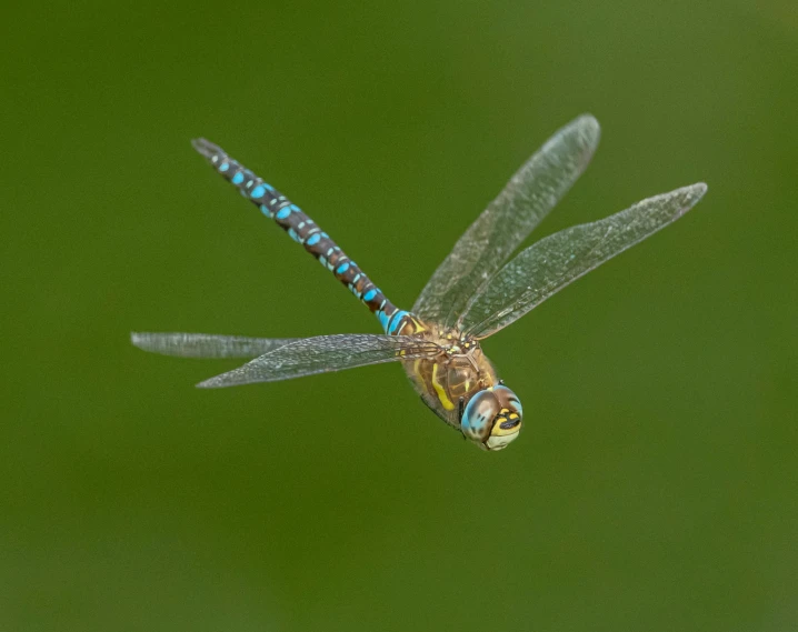 a close up of a dragonfly flying through the air, teals, multicoloured, 1 male, shot with sony alpha