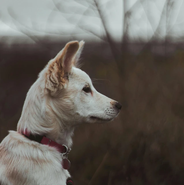 a white dog sitting on top of a lush green field, a picture, by Emma Andijewska, pexels contest winner, fennec ears on top of his head, overcast mood, today\'s featured photograph 4k, profile close-up view