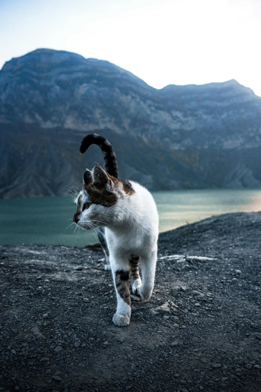a cat that is standing in the dirt, by Muggur, trending on unsplash, sumatraism, crater lake, cliff side at dusk, white, bum