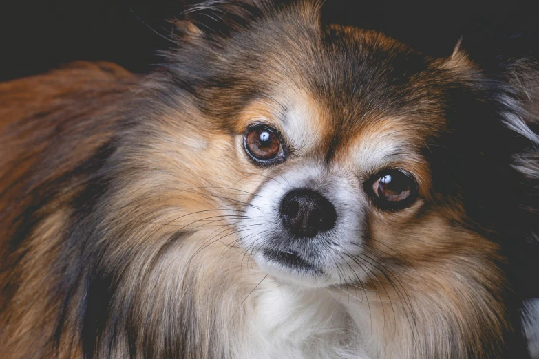 a close up of a dog looking at the camera