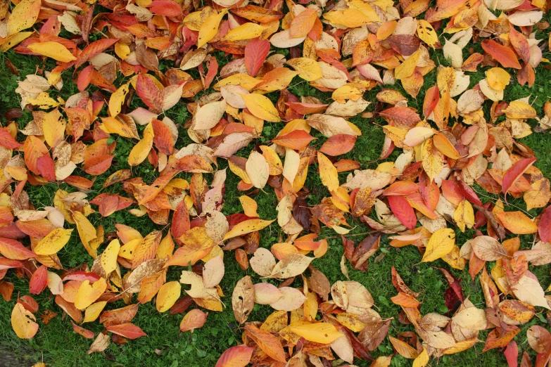 a pile of leaves sitting on top of a lush green field, by Paul Davis, pexels, dark oranges reds and yellows, scattered golden flakes, multicoloured, 3 4 5 3 1