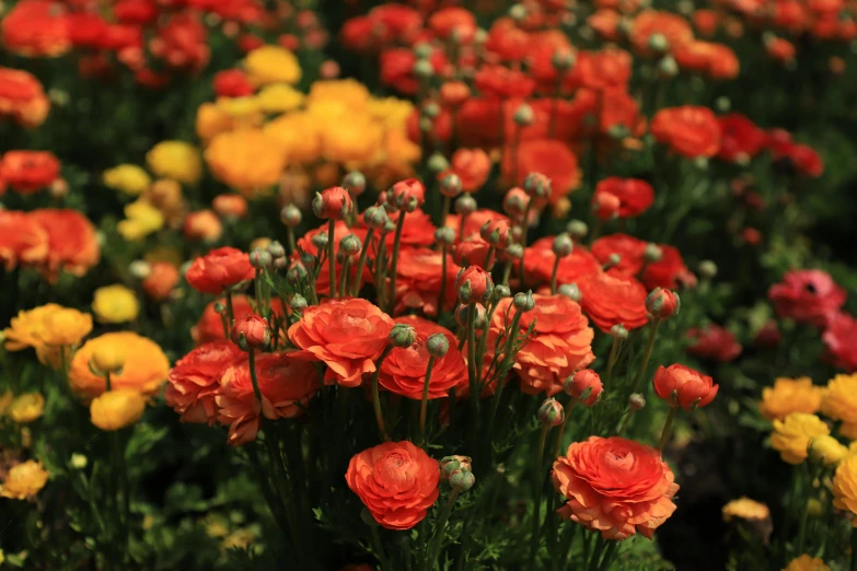 many small yellow and red flowers grow together