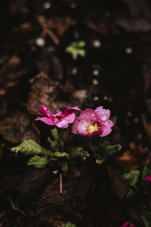 a pink flower sitting in the middle of a forest, inspired by Elsa Bleda, unsplash, wet ground, nothofagus, thirst, low quality photo