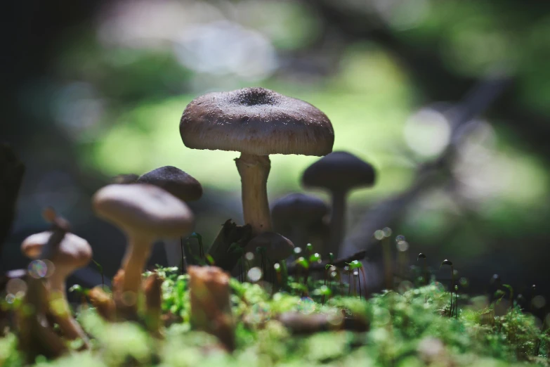 a group of mushrooms sitting on top of a lush green forest, a macro photograph, by Jesper Knudsen, unsplash, bottom - view, grey, fine detail post processing, alessio albi