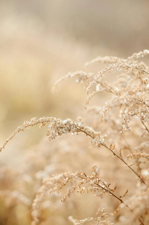 a bird sitting on top of a dry grass covered field, a macro photograph, inspired by Frederick Goodall, trending on unsplash, tonalism, gold flowers, gentle mists, silver，ivory, medium format. soft light