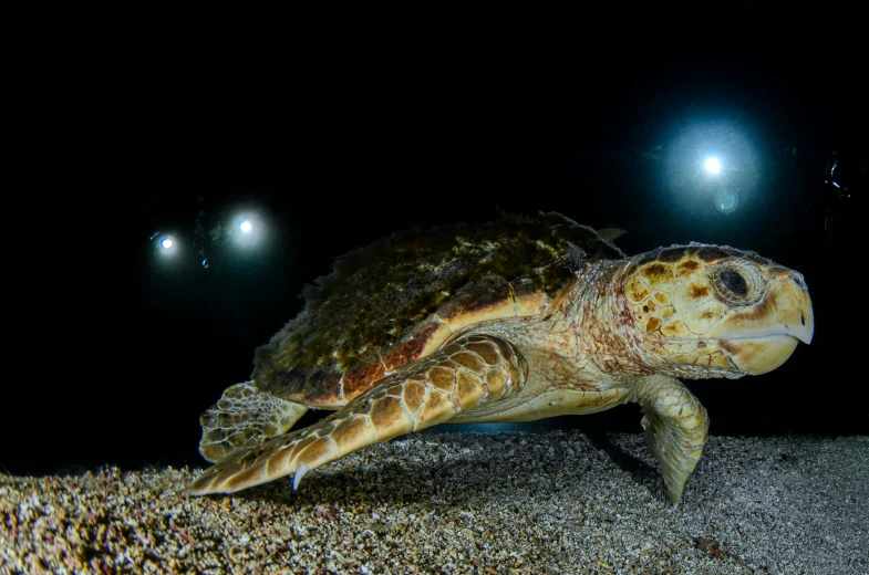 a turtle swimming in the ocean at night, a portrait, by Gwen Barnard, unsplash contest winner, dredged seabed, high lights, lpoty, taken in the late 2010s