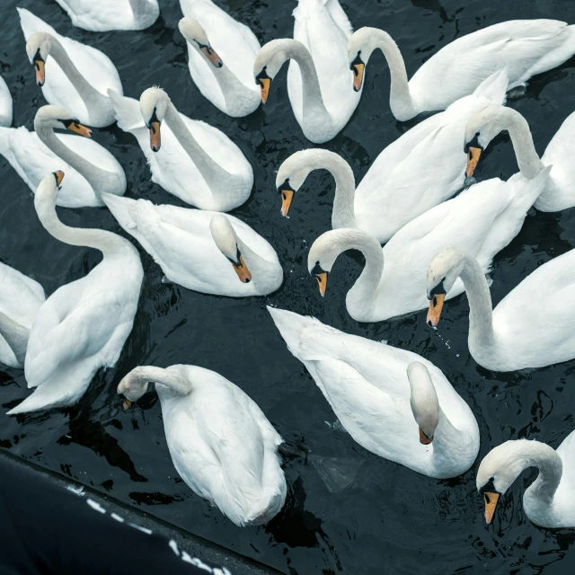 a flock of white swans floating on top of a body of water, by Sven Erixson, pexels contest winner, birds eye, ready to eat, high quality photo, a handsome