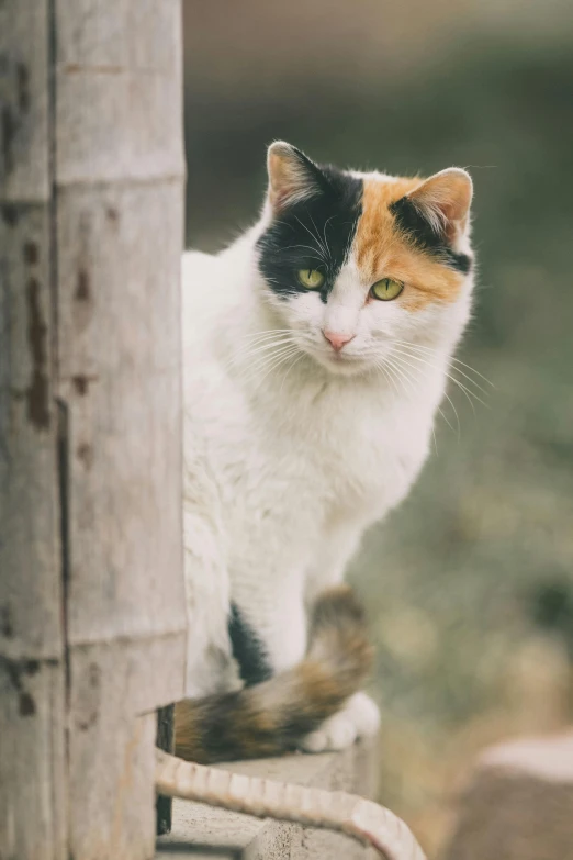 a cat sitting on top of a wooden post, by Jan Tengnagel, unsplash, heterochromia, with pointy ears, cats on her side, slightly pixelated