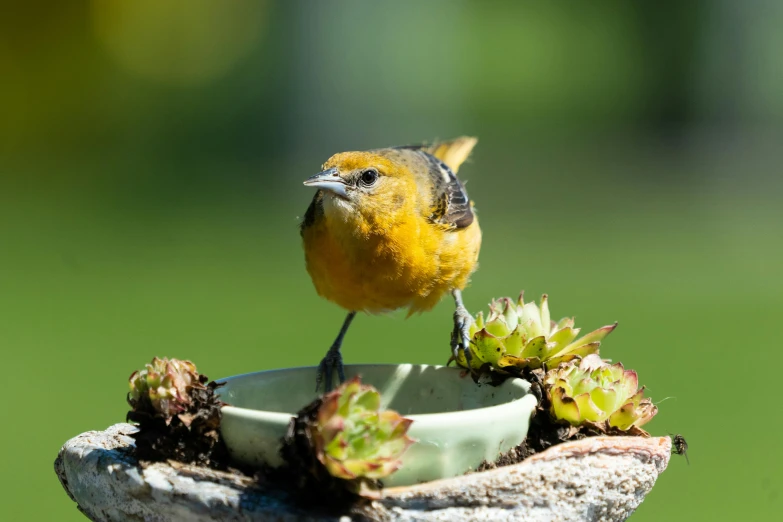 a small bird sitting on top of a bird bath, yellow and greens, bowl filled with food, te pae, manuka