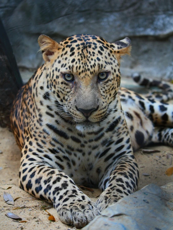 a leopard that is laying down in the sand, pexels contest winner, posing for camera, 2 animals, sri lanka, multiple stories