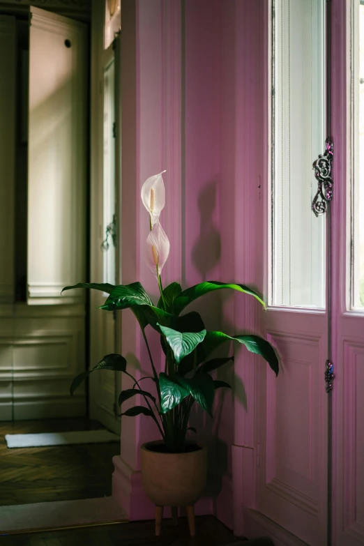 potted plant on wooden table near door with pink walls