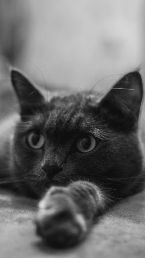 a black and white photo of a cat, by Felix-Kelly, grey ears, indigo, high quality photo, blurry photo