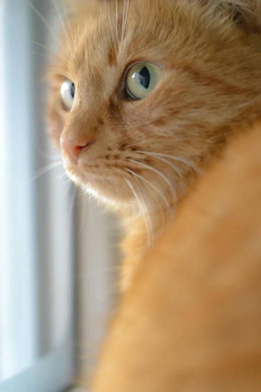 a close up of a cat looking out a window, orange head, tight shot of subject, looking serious, soft chin