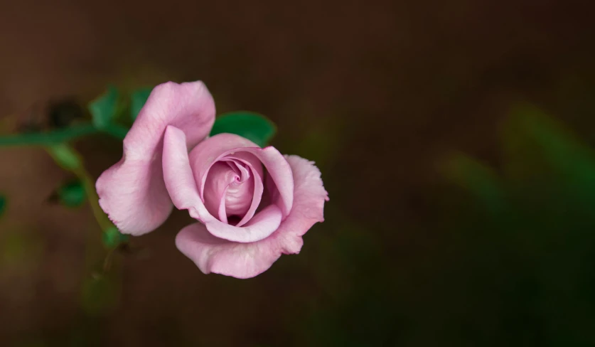 a pink rose is open to see its petals