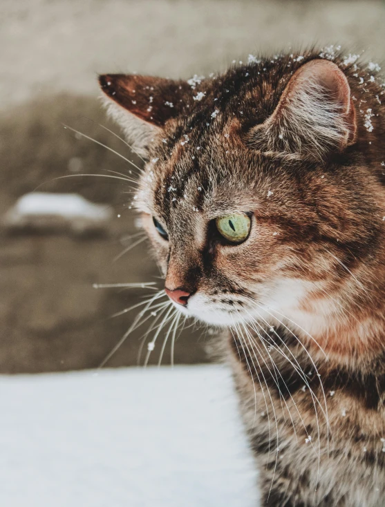 a close up of a cat in the snow, trending on unsplash, background image, armored cat, thoughtful ), gif