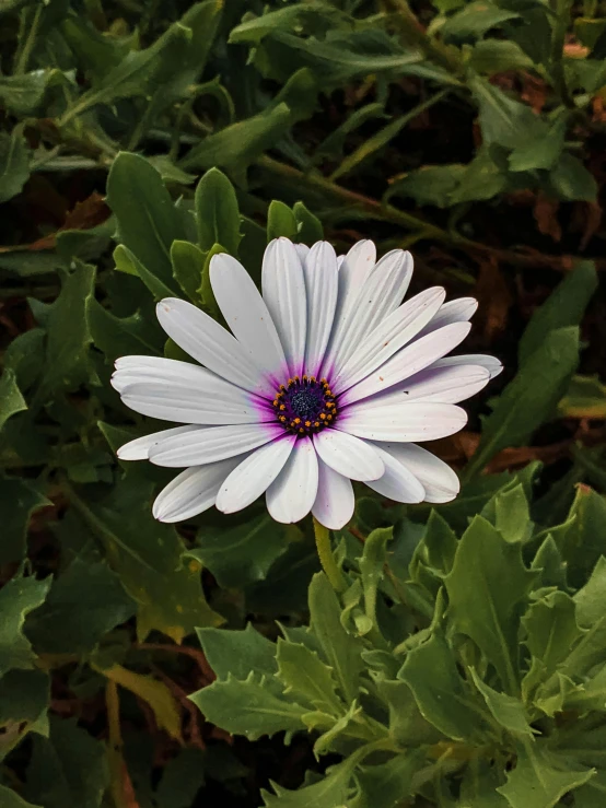 a white flower sitting on top of a green plant, some purple, profile image