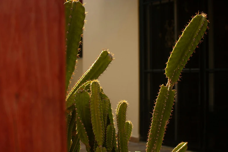 Опунция кактус с длинными колючками. Эуфорбия молочай трёхгранный. Суккулент молочай трехгранный. Фото кактусов с листьями. Цереус перуанский фото.