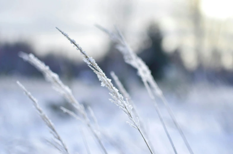 a close up of some tall grass in the snow, an album cover, inspired by Arthur Burdett Frost, trending on pexels, silver, lawn, background image