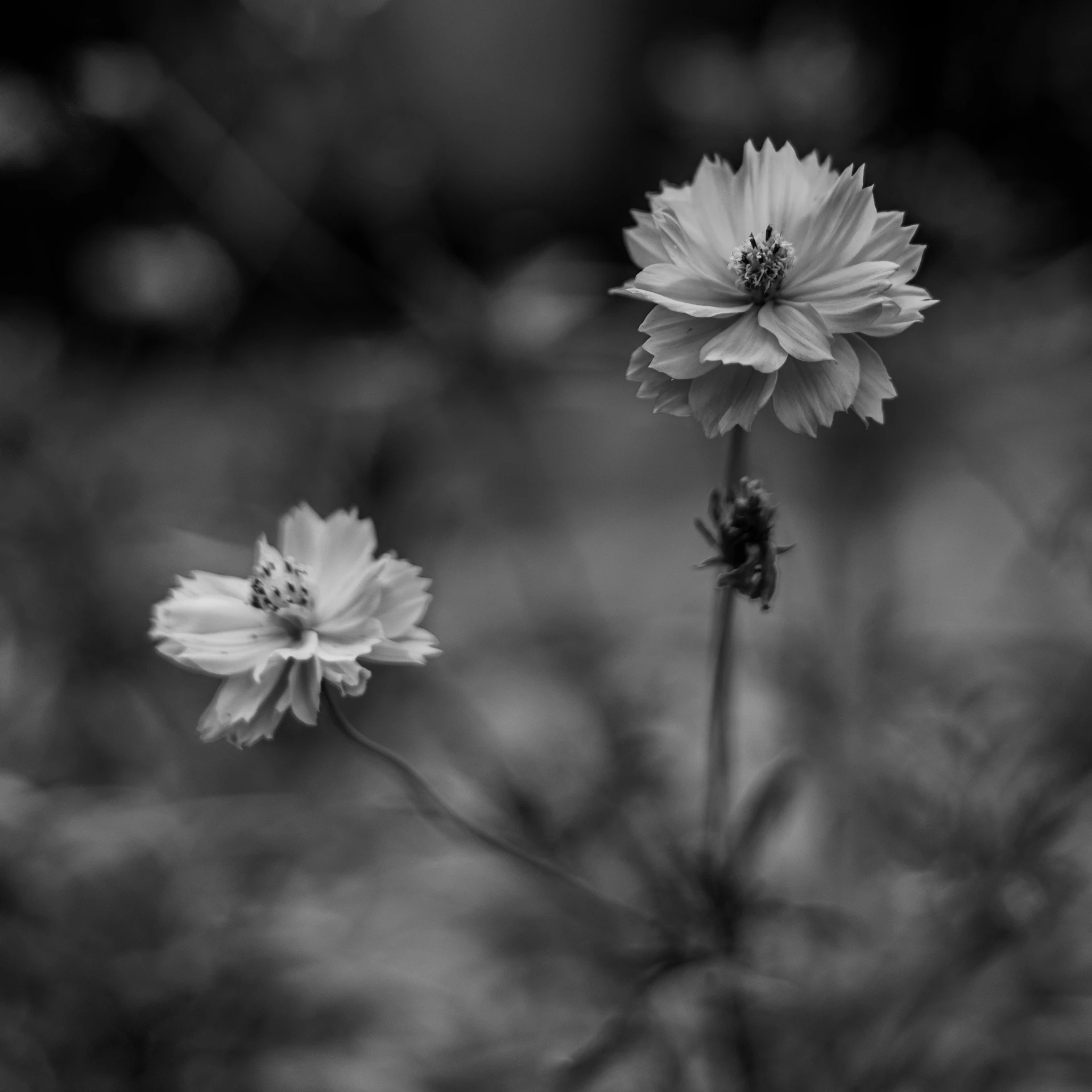 a black and white photo of two flowers, miniature cosmos, bokeh in the background only, about to step on you, very ethereal