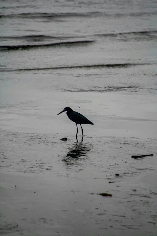 a bird standing on top of a wet beach, very poor quality of photography, long legs, pouty, black sand