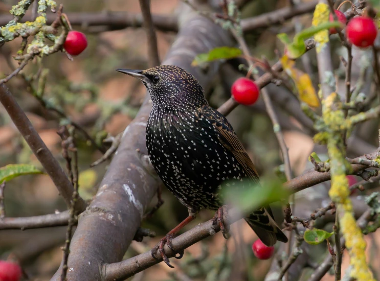 a black bird sitting on top of a tree branch, a stipple, pexels contest winner, renaissance, plant sap, with fruit trees, brown, emerald