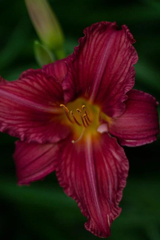 a red flower sitting on top of a lush green field, a portrait, by Phyllis Ginger, unsplash, lily flower, square, medium close - up, purple