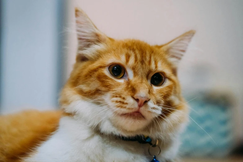 an orange and white cat laying on the floor, trending on pexels, square nose, old male, surprised frown, wearing collar