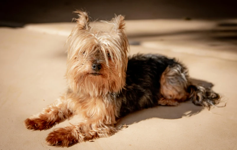 a dog that is laying down on the ground, a portrait, by Peter Churcher, unsplash, yorkshire terrier, on a hot australian day, well shaded, taken in 2 0 2 0