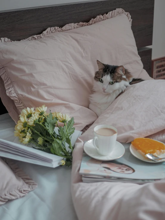 a small cat lays in bed next to some plates with food