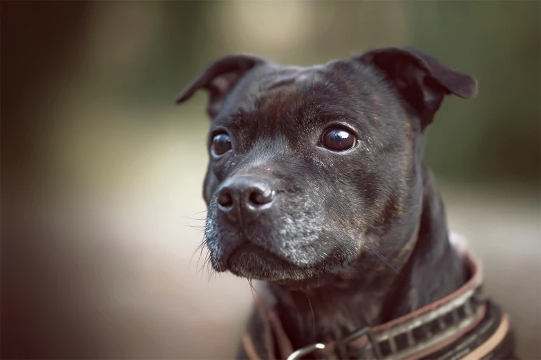 a close up of a dog wearing a collar, by Emma Andijewska, pexels contest winner, fierce expression 4k, aged 13, black, pits