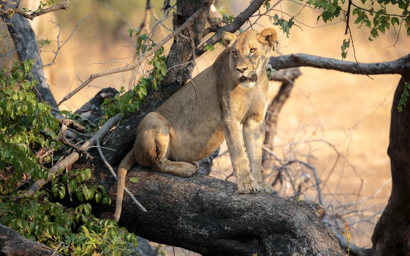 a lion sitting on top of a tree branch, posing for the camera