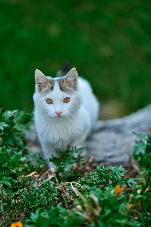 a white cat standing on top of a lush green field, posing for a picture