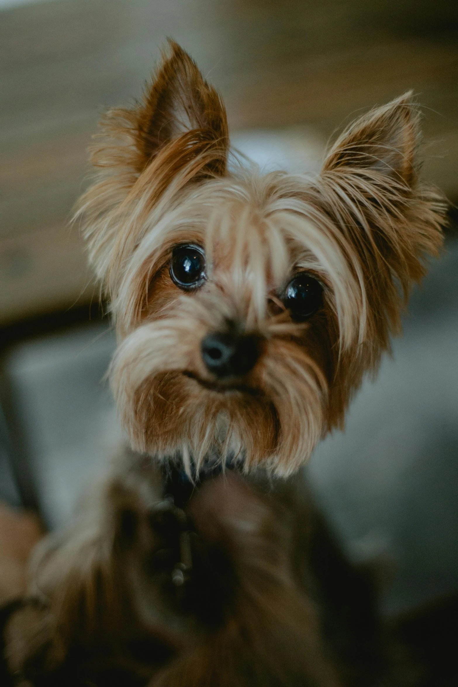a small brown dog sitting on top of a wooden table, closeup of the face, wearing spiky, high-quality photo, multiple stories