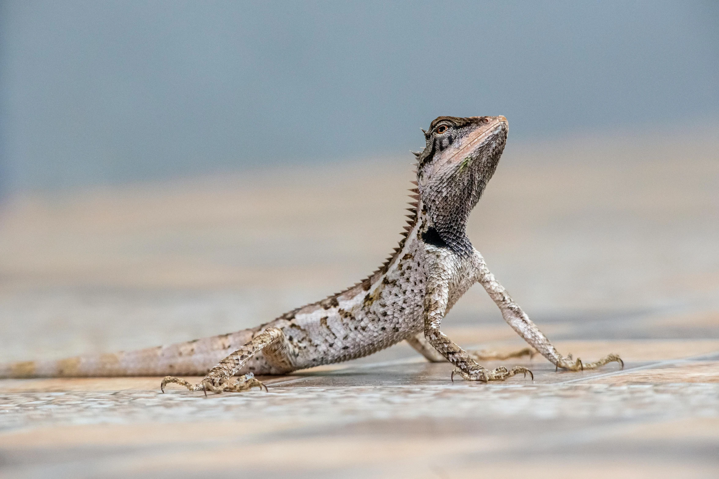 a lizard sitting on top of a wooden floor, by Gwen Barnard, pexels contest winner, water dragon, grey, 1 male, white