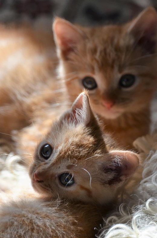 a couple of kittens laying next to each other, a picture, by Jan Tengnagel, up close, fujifilm”, getty images, red puppils