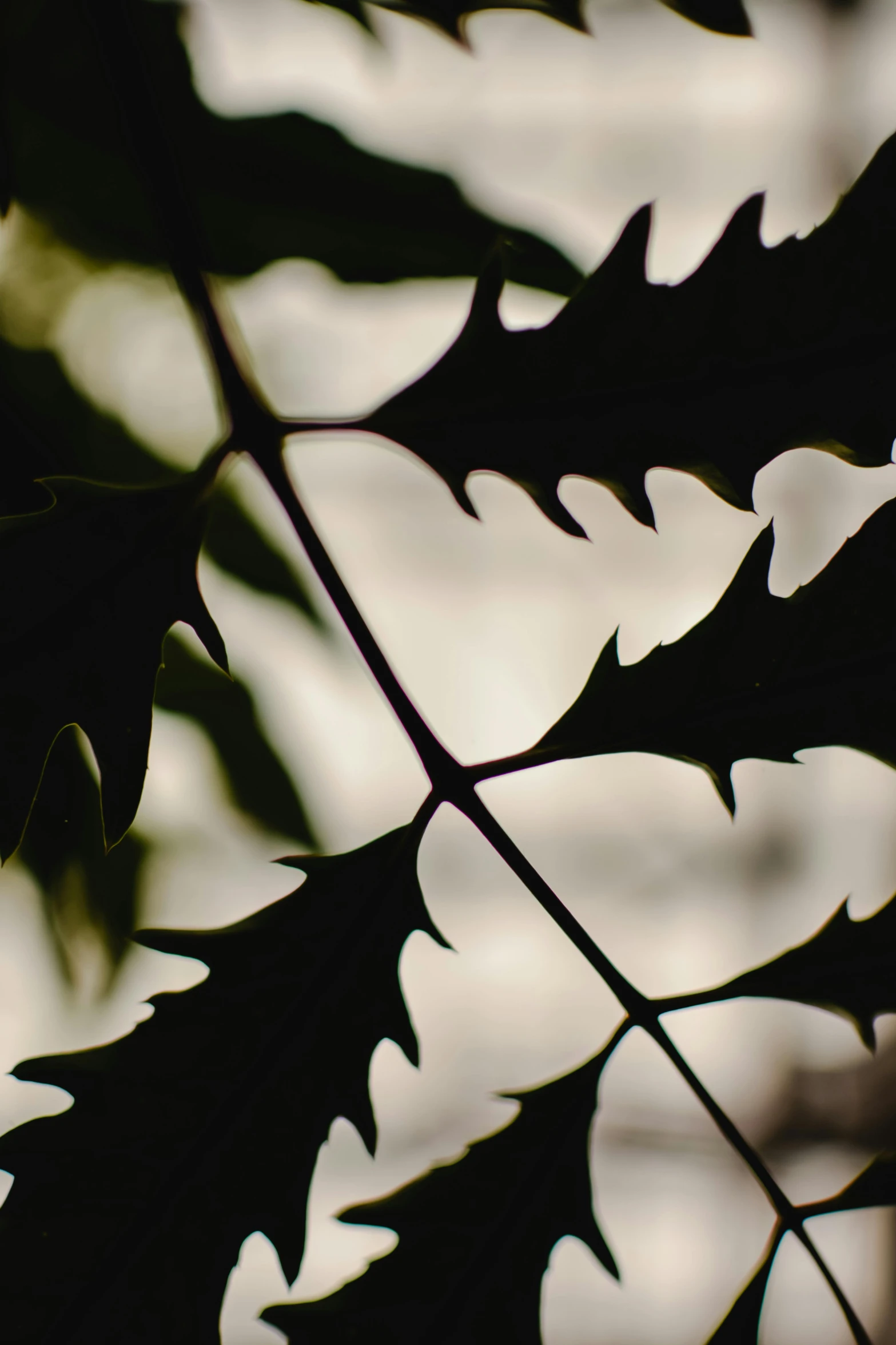 a close up of a leaf on a tree, shadowy creatures, spines, with black vines, botanical herbarium